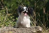 EPAGNEUL PAPILLON 178